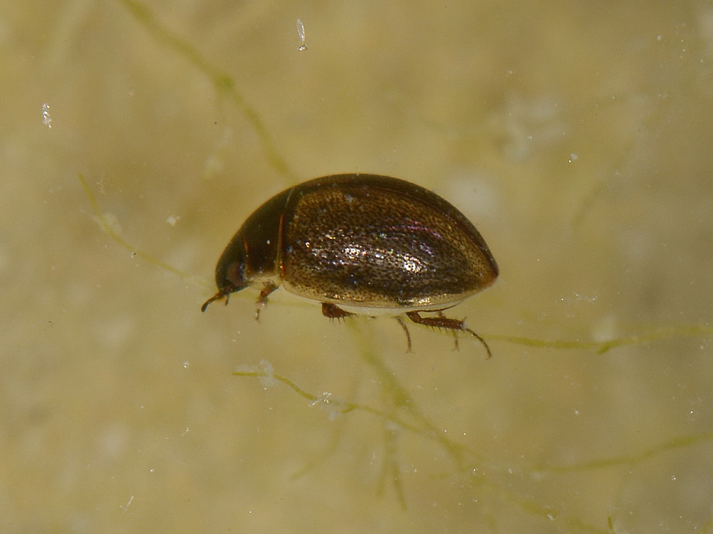 Laccobius sp. (Hydrophilidae)